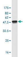 Anti-FGF21 Mouse Monoclonal Antibody [clone: 3E20]