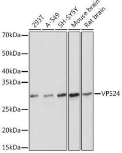 Anti-VPS24 antibody