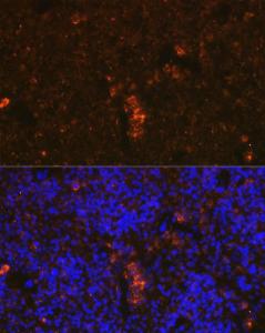 Immunofluorescence analysis of mouse spleen cells using Anti-Granzyme B Antibody (A11541) at a dilution of 1:100 (40X lens). DAPI was used to stain the cell nuclei (blue)