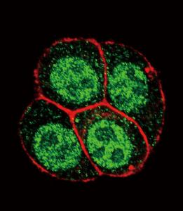 Anti-SMAD2 Rabbit Polyclonal Antibody (AP (Alkaline Phosphatase))