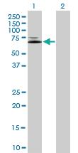 Anti-IFNGR1 Mouse Polyclonal Antibody