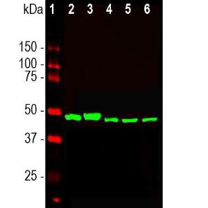 Western blot analysis of different cell lysates using Anti-Enolase 1 Antibody [253] (A85406), at a dilution of 1:10000, in green