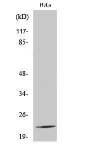 Western blot analysis of various cells using Anti-RPL17 Antibody