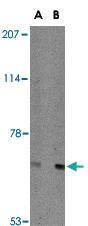 Anti-AIFM3 Rabbit Polyclonal Antibody