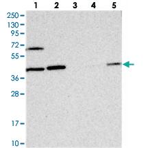 Anti-COPS4 Rabbit Polyclonal Antibody