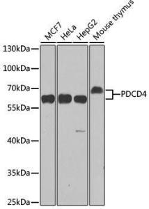 Anti-PDCD4 Rabbit Polyclonal Antibody