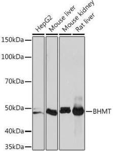 Western blot analysis of extracts of various cell lines, using Anti-BHMT Antibody [ARC1249] (A305496) at 1:1,000 dilution The secondary antibody was Goat Anti-Rabbit IgG H&L Antibody (HRP) at 1:10,000 dilution Lysates/proteins were present at 25 µg per lane