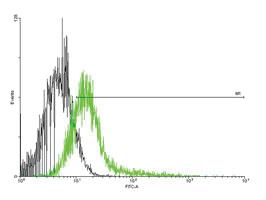 Anti-IFNGR1 Mouse Polyclonal Antibody