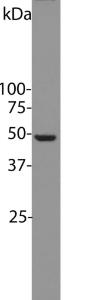 Blot of Hela cell lysates probed with Anti-Enolase 1 Antibody. The Antibody stains a single sharp band corresponding to enolase-1/a-enolase/NNE at about 47 kDa