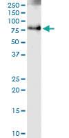 Anti-IFNGR1 Rabbit Polyclonal Antibody