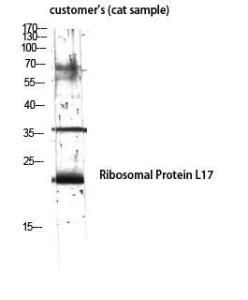 Western blot analysis of customer's (cat sample) using Anti-RPL17 Antibody