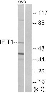 Anti-IFIT1 Rabbit Polyclonal Antibody