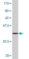 Anti-MYCBP Mouse Monoclonal Antibody [clone: 2E9]