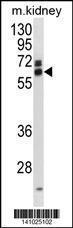 Anti-EIF3L Rabbit Polyclonal Antibody (AP (Alkaline Phosphatase))