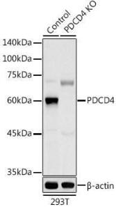 Anti-PDCD4 Rabbit Polyclonal Antibody