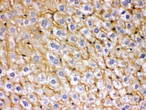 Anti-SOD3 Rabbit Polyclonal Antibody