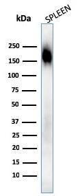 Western blot analysis of human spleen tissue lysate using Anti-CD45RA Antibody [SPM568]