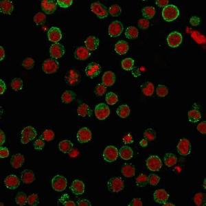 Immunofluorescent analysis of PFA fixed Jurkat cells stained with Anti-CD45RA Antibody [SPM568] followed by Goat Anti-Mouse IgG (CF&#174; 488) (Green). The nuclear counterstain is RedDot