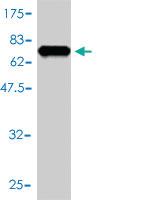 Anti-EIF2B2 Mouse Monoclonal Antibody [clone: 5B12-E10]