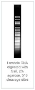 FERMER1791 - ENZYME SSII 200 UNITS