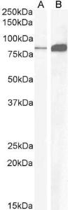 Anti-CCKBR Goat Polyclonal Antibody