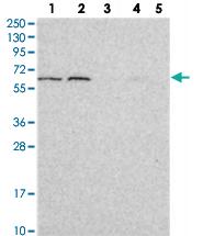 Anti-BCO2 Rabbit Polyclonal Antibody