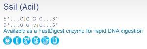 FERMER1791 - ENZYME SSII 200 UNITS