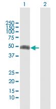 Anti-IFNGR2 Rabbit Polyclonal Antibody