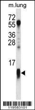 Anti-COX7A1 Rabbit Polyclonal Antibody