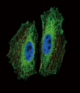 Anti-BMI1 Mouse Monoclonal Antibody (HRP (Horseradish Peroxidase)) [clone: 282CT3.7.6]