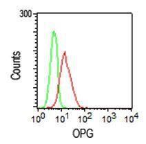 Anti-BTF3P11 Mouse Monoclonal Antibody [clone: 98A1071]