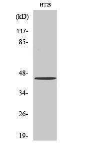 Western blot analysis of various cells using Anti-GPR34 Antibody