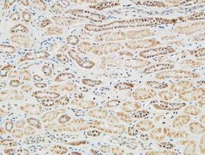 Immunohistochemical analysis of paraffin-embedded human Right kidney using Anti-RGS16 Antibody