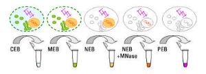 Subcellular Protein Fractionation Kit for Cultured Cells