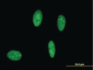 Anti-IFNR Mouse Monoclonal Antibody [clone: 2C5]