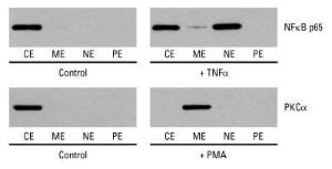 Subcellular Protein Fractionation Kit for Cultured Cells