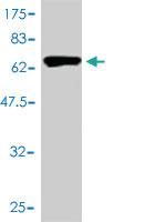 Anti-GAPDHS Mouse Monoclonal Antibody [clone: 2E3-2E10]