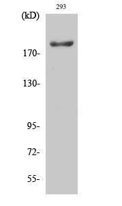 Western blot analysis of various cells using Anti-IRS-1 Antibody