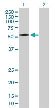 Anti-IFRD1 Mouse Polyclonal Antibody