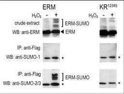 Anti-SUMO1 Rabbit Polyclonal Antibody (HRP (Horseradish Peroxidase))