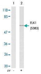 Anti-ELK1 Rabbit Polyclonal Antibody