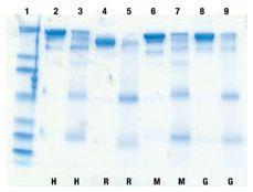 Immobilised TCEP disulphide reducing gel, Pierce™