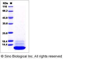 Recombinant Cynomolgus Il13 Protein