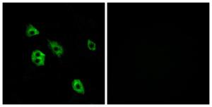 Anti-GPCR GPR27 Rabbit Polyclonal Antibody