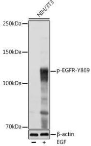 Antibody A306387-100 100 µl