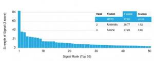 Analysis of protein array containing more than 19,000 full-length human proteins using Anti-MRP3 Antibody [ABCC3/2971