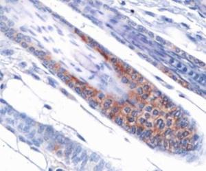 Anti-HIST3H3 Rabbit Polyclonal Antibody (DyLight® 650)