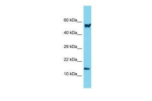 Anti-ARPC5 Rabbit Polyclonal Antibody