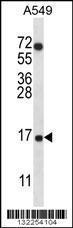 Anti-COX7A2L Rabbit Polyclonal Antibody (FITC (Fluorescein Isothiocyanate))