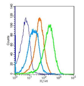 Anti-ADRB2 Rabbit Polyclonal Antibody